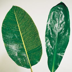 Heliconia 'variegata' Heliconia