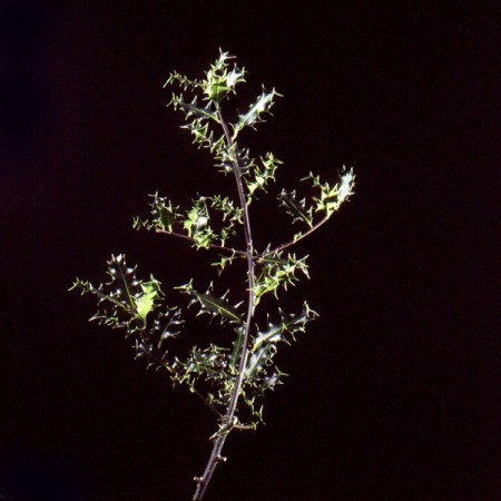 Holly Ilex aquifolium