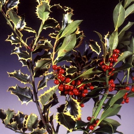 Holly Berries Ilex aquifolium