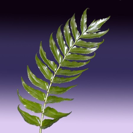 Holly Fern Cyrtomium falcatum 'Rochfordium'