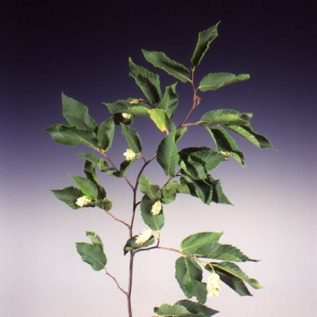 Hop Hornbeam Ostrya carpinifolia