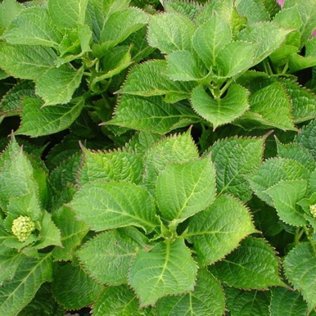 Hydrangea Hydrangea macrophylla