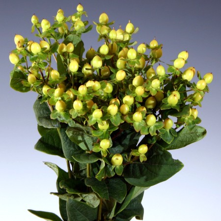 Hypericum 'Sunny Classic' Hypericum