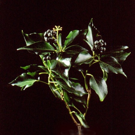 Ivy 'Berried' Hedera