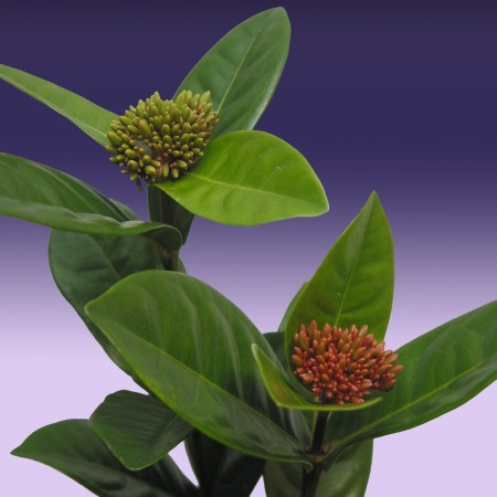 Ixora Ixora