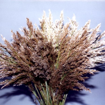 Jacco or Feather Grass Fragitis communis