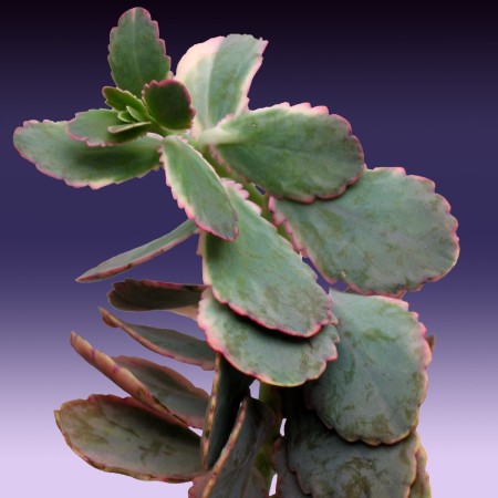 Kalanchoe Kalanchoe fedtschenkoi