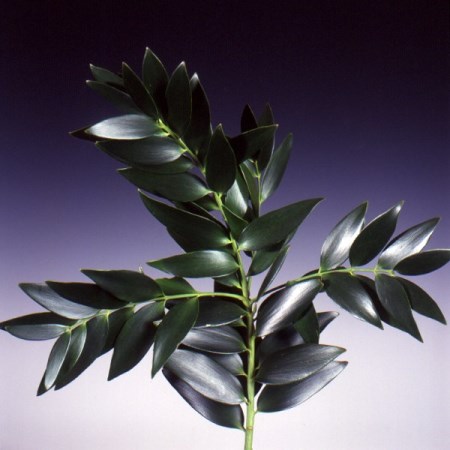 Kauri Pine Agathis robusta