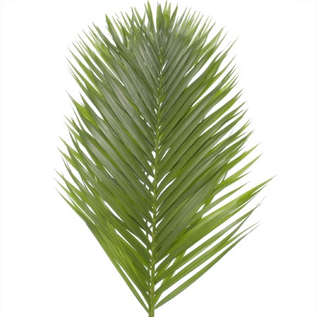 Kentia palm chrysalidocarpus lutescens