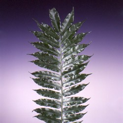 King Fern or Turnip Fern Angiopteris evecta