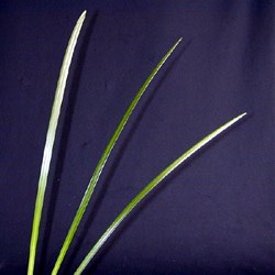 Lily (ribbon Grass) Liriope muscari