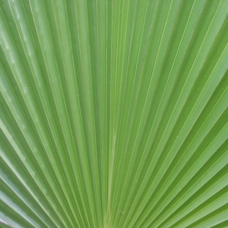 Mexican Fan Palm washingtonia robusta