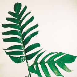 Monstera 'epipremnum' Monstera