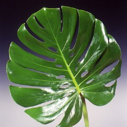 Monstera 'Swiss Cheese Plant' Monstera Deliciosa