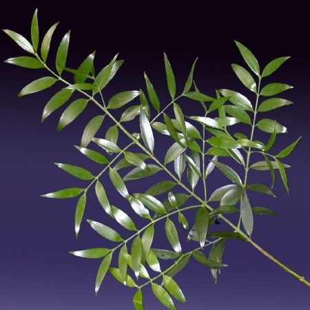 Nagi Podocarpus nagi