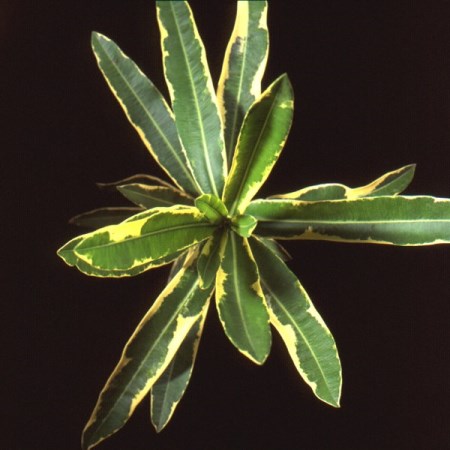 Nerium Oleander Nerium oleander