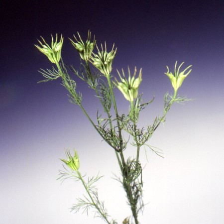 Nigella orientalis 'Transformer' Nigella orientalis 'Transformer'