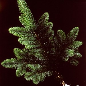 Noble Fir Abies nobilis