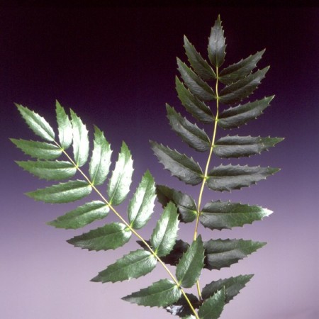 Oregon Grape Mahonia nervosa