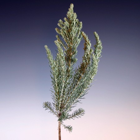 Ozothamnus 'Silver Jubilee' Ozothamnus rosmarinifolius