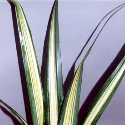 Pandanus variegatus 'Screwpine' Pandanus variegatus