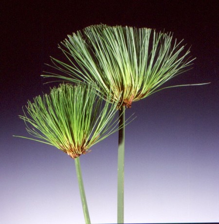 Papyrus Cyperus papyrus