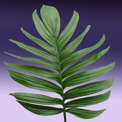 Philodendron 'Raphidophera decursiva' Philodendron