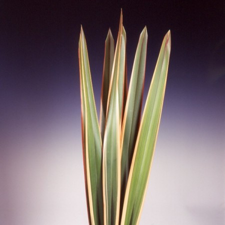 Phormium tenax Phormium tenax