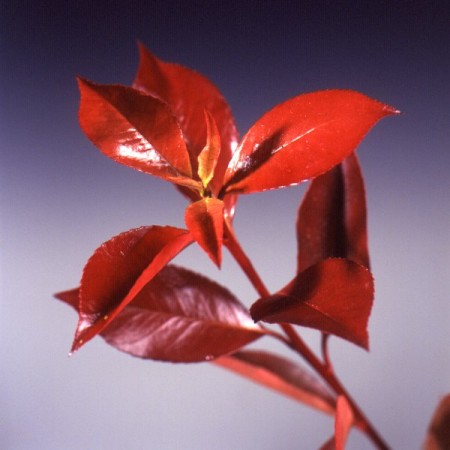 Photinia 'Red Robin' Photinia x fraseri