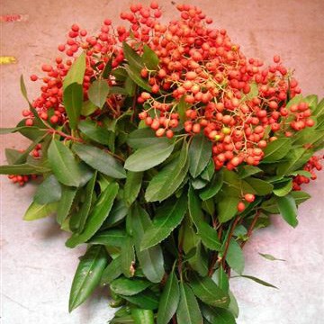 Photinia 'Red Berries'