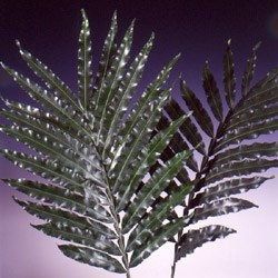 Pihimbia, Japanese Treefern Filicium decipiens