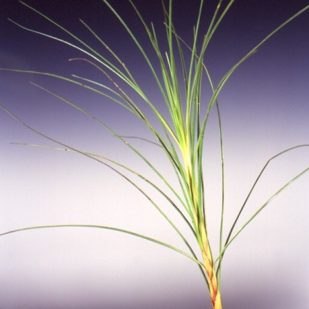 Pineapple Bush Dasypogon bromeliafolius