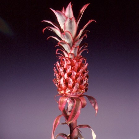 Pineapples Ananus comosus