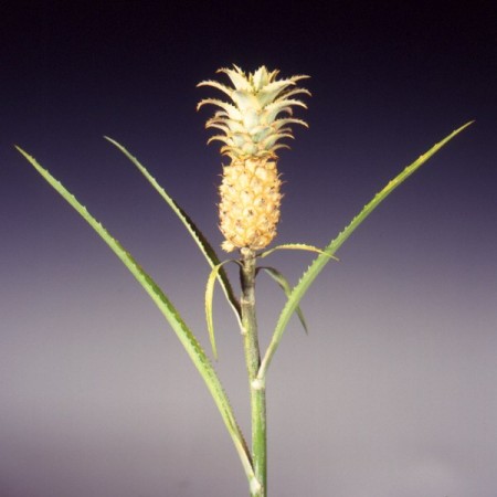 Pineapples 'Golden' Ananus