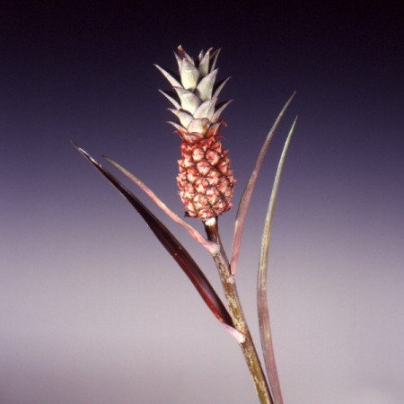 Pineapples 'Pink' Ananus