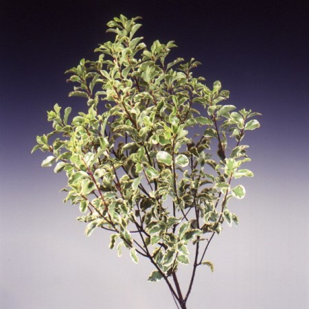 Pittosporum 'silver queen' Pittosporum tenuifolium