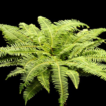 Plantation Umbrella Fern Sticherus