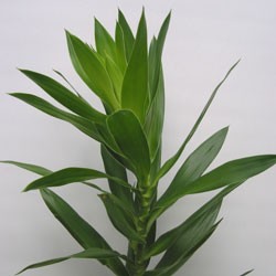 Pleomele 'Reflexa Green' Pleomele