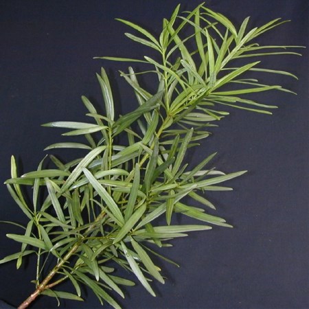 Podocarpus Podocarpus macrophyllus