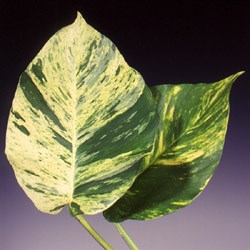 Pothos 'Devils Ivy' Epipremnum aureum