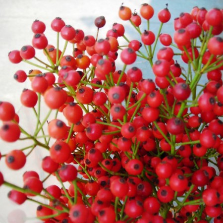 Rosehips 'Corallo'