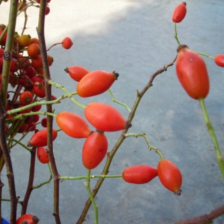 Rosehips 'Zaffiro'