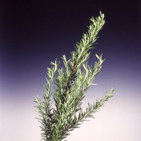 Rosemary Rosmarinus officinalis