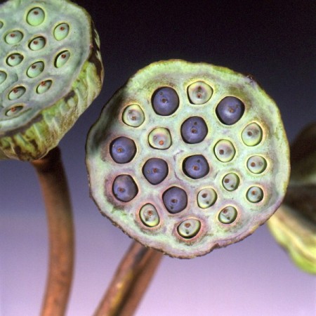 Sacred Lotus Nelumbo nucifera