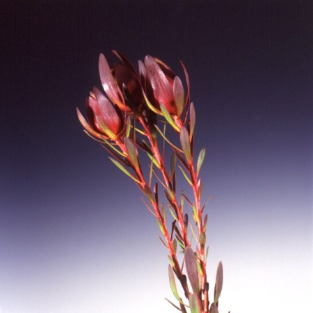 Safari Sunset 'discolor' Leucodendron