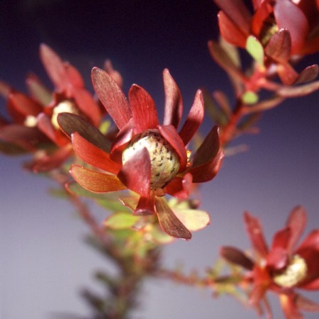 Safari Sunset 'discolor' Leucodendron