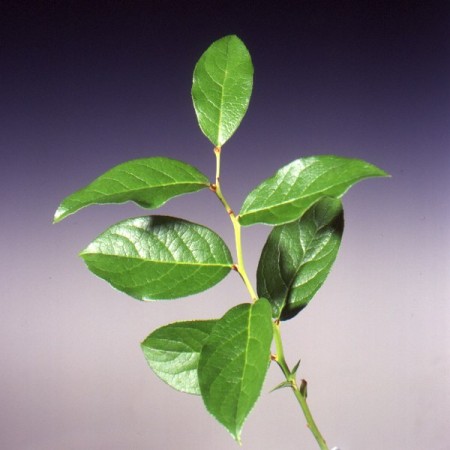 Salal gaultheria shallon