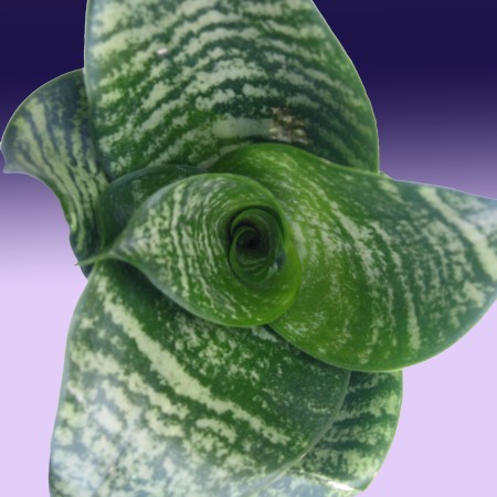 Sansevieria Sansevieria nana