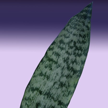 Sansevieria trifasciata Sansevieria trifasciata