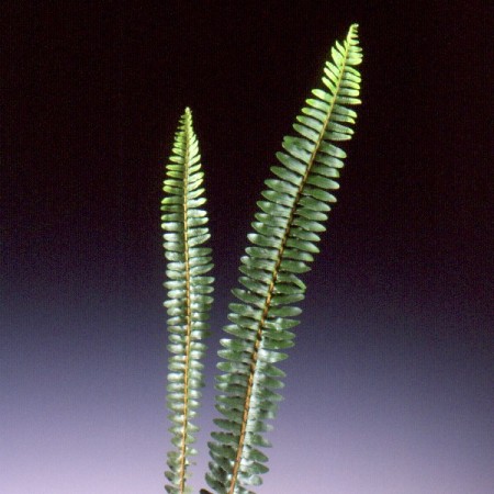 Sharon Fern Nephrolepis exaltata